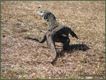 Time to make a dash for it