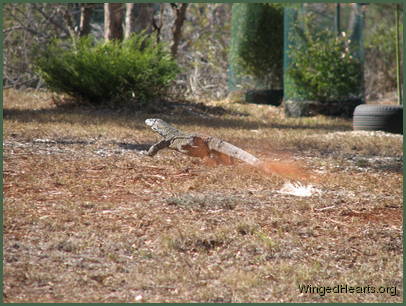 Catch me if you can!