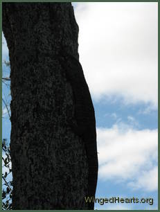 Almost like the bark