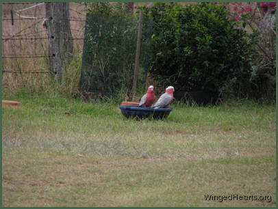 the galahs too like the ceramic bowl
