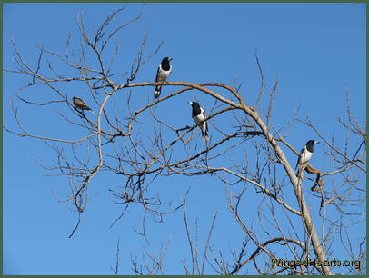 Their pied cousins form new teams