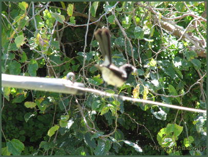 Willie Wagtail