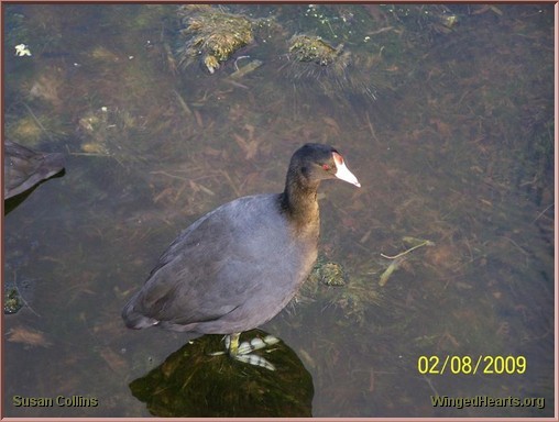 American Coot