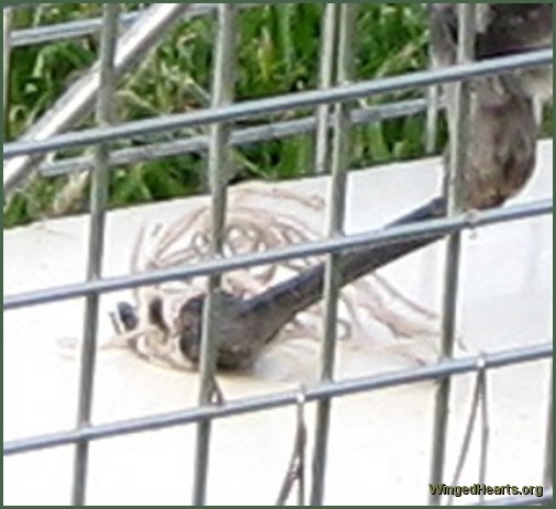 Magpie leg caught in string