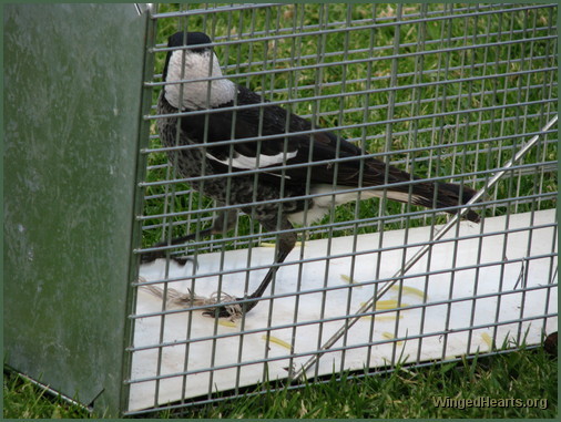 Donny magpie- walks into the cage