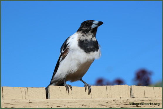 juvi pied butcherbird