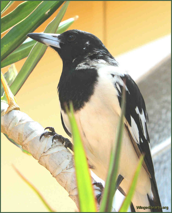 young pied butcherbird