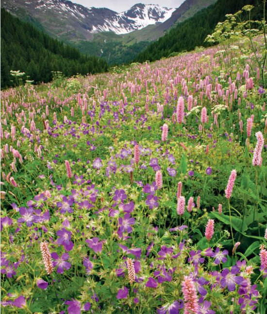 wildflower wonders by Bob Gibbons