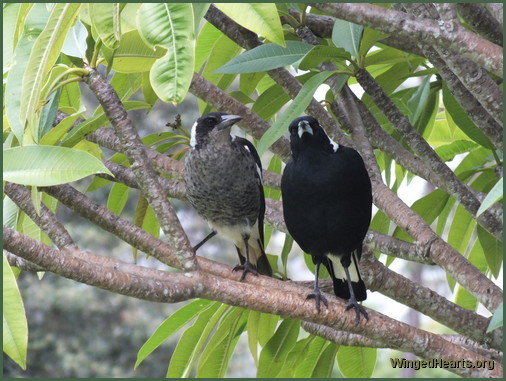 Donny magpie with Dad Billy Magpie