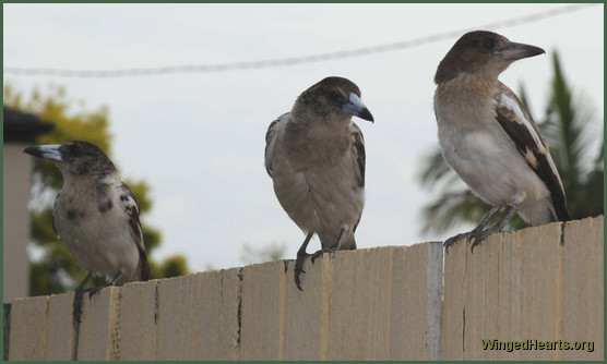 juvi pied butcherbirds