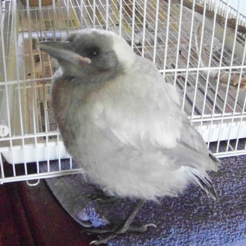 white-backed magpie