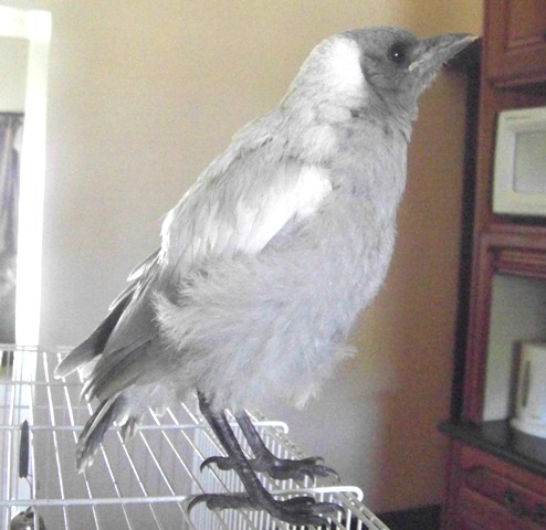 baby white-backed Australian magpie